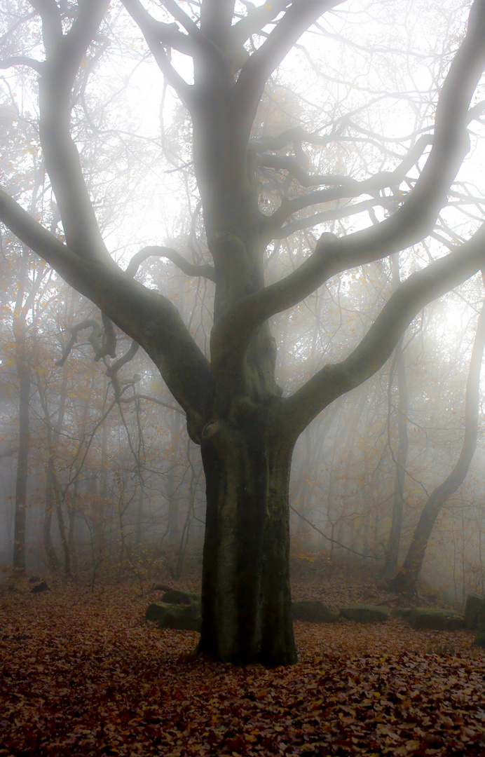 Nebel  im Herbst