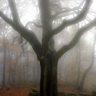 Nebel  im Herbst