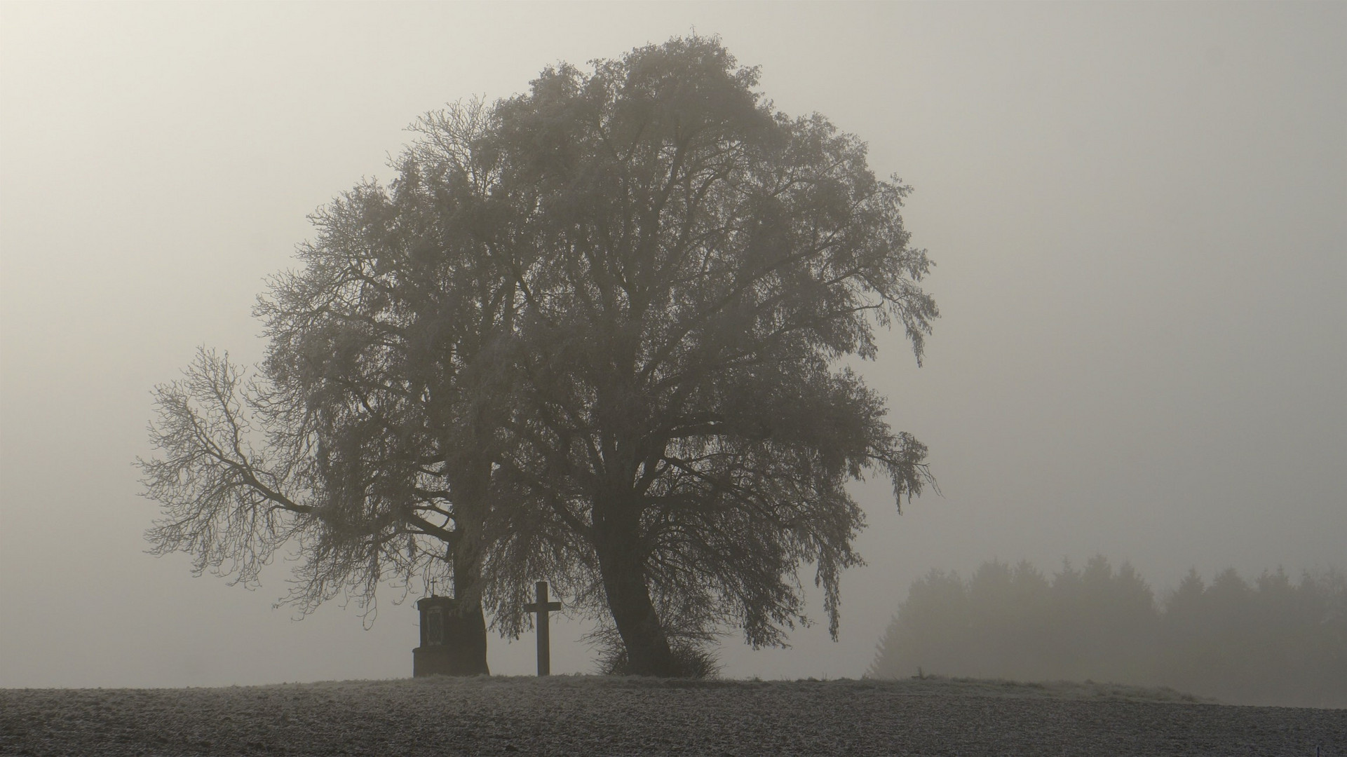 Nebel im Herbst