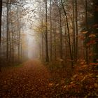 Nebel im Herbstwald