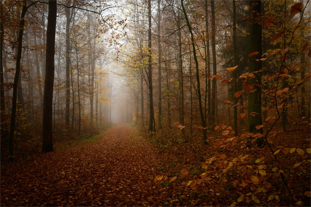 Nebel im Herbstwald