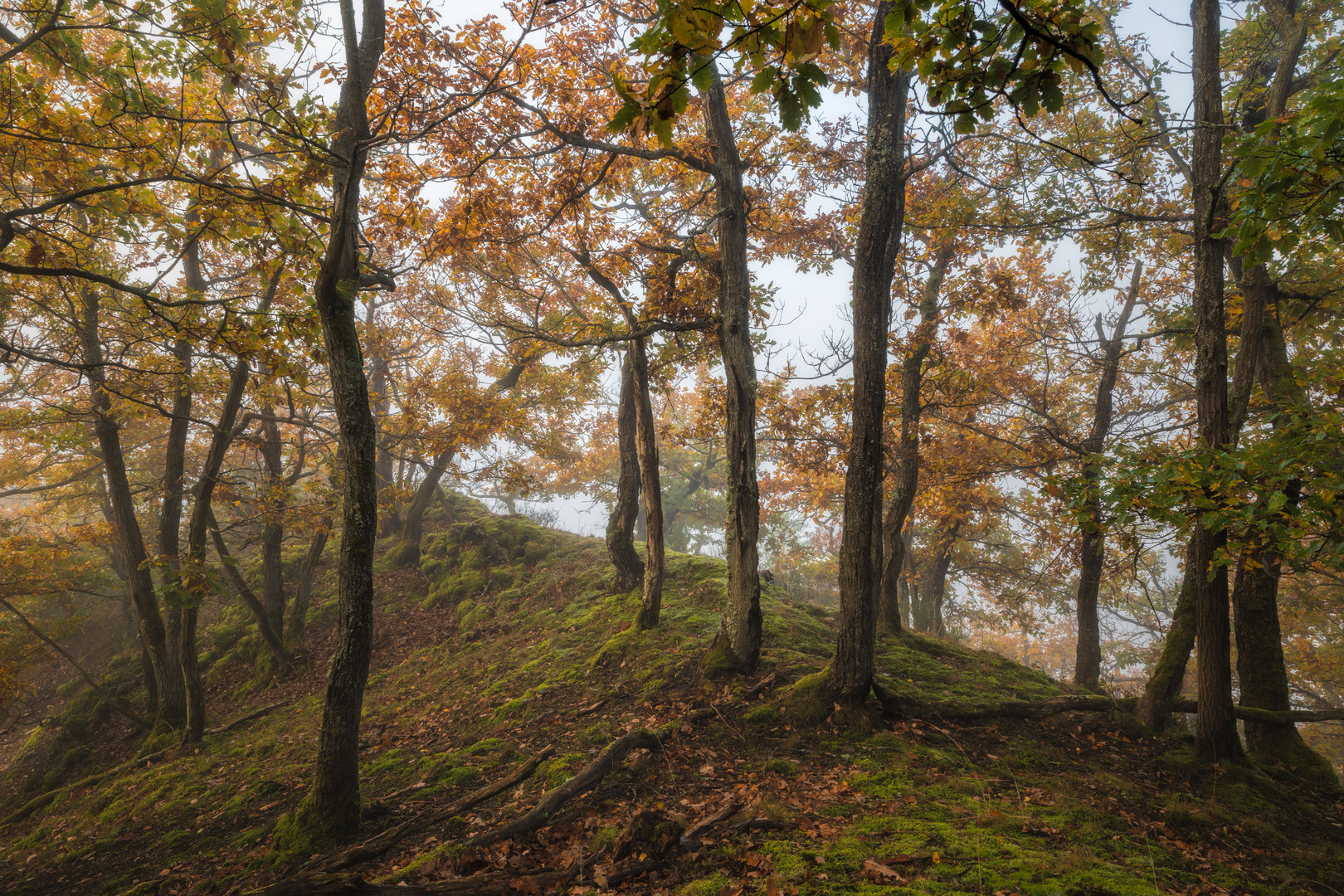 Nebel im Herbstwald