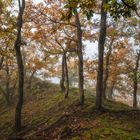 Nebel im Herbstwald