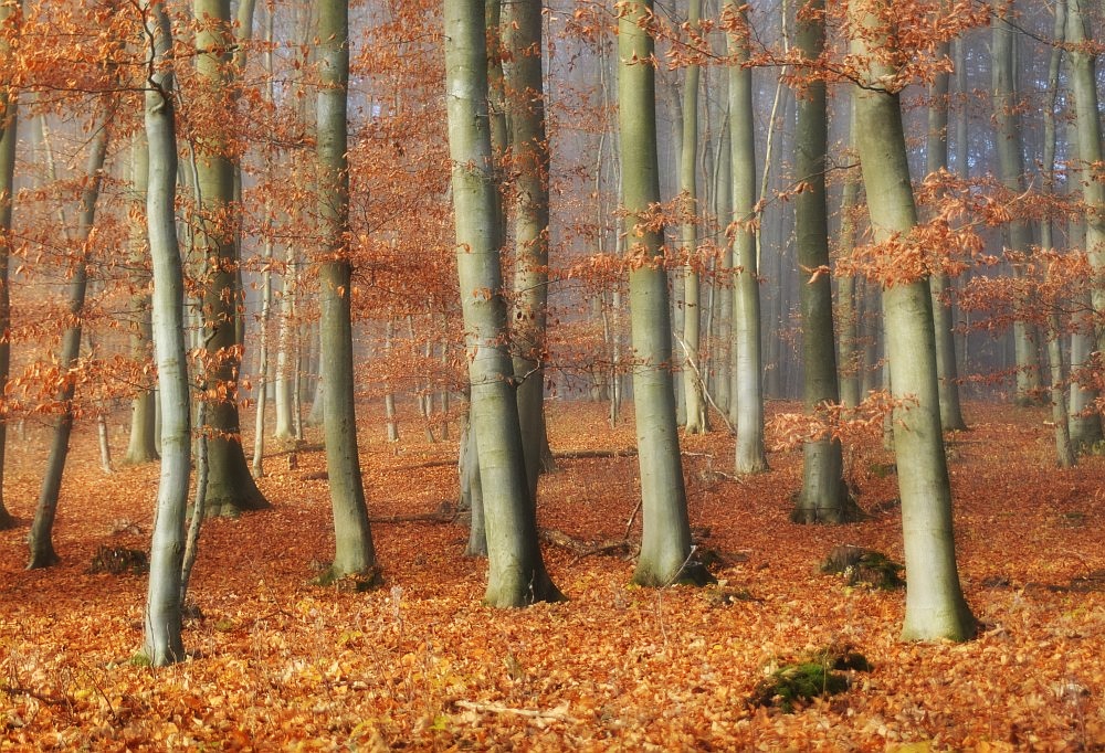 Nebel im Herbstwald