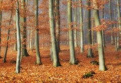 Nebel im Herbstwald