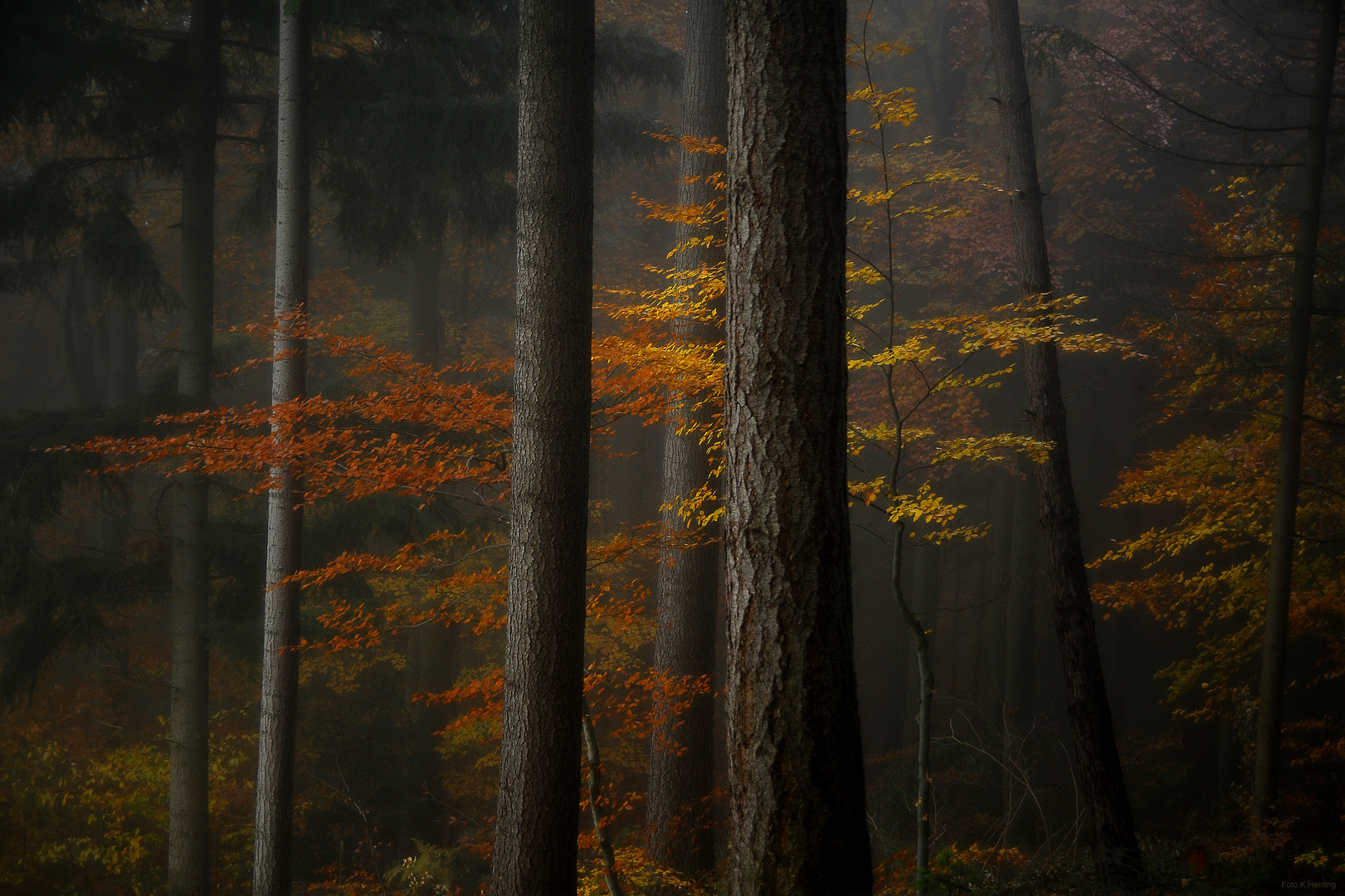 Nebel im Herbstwald