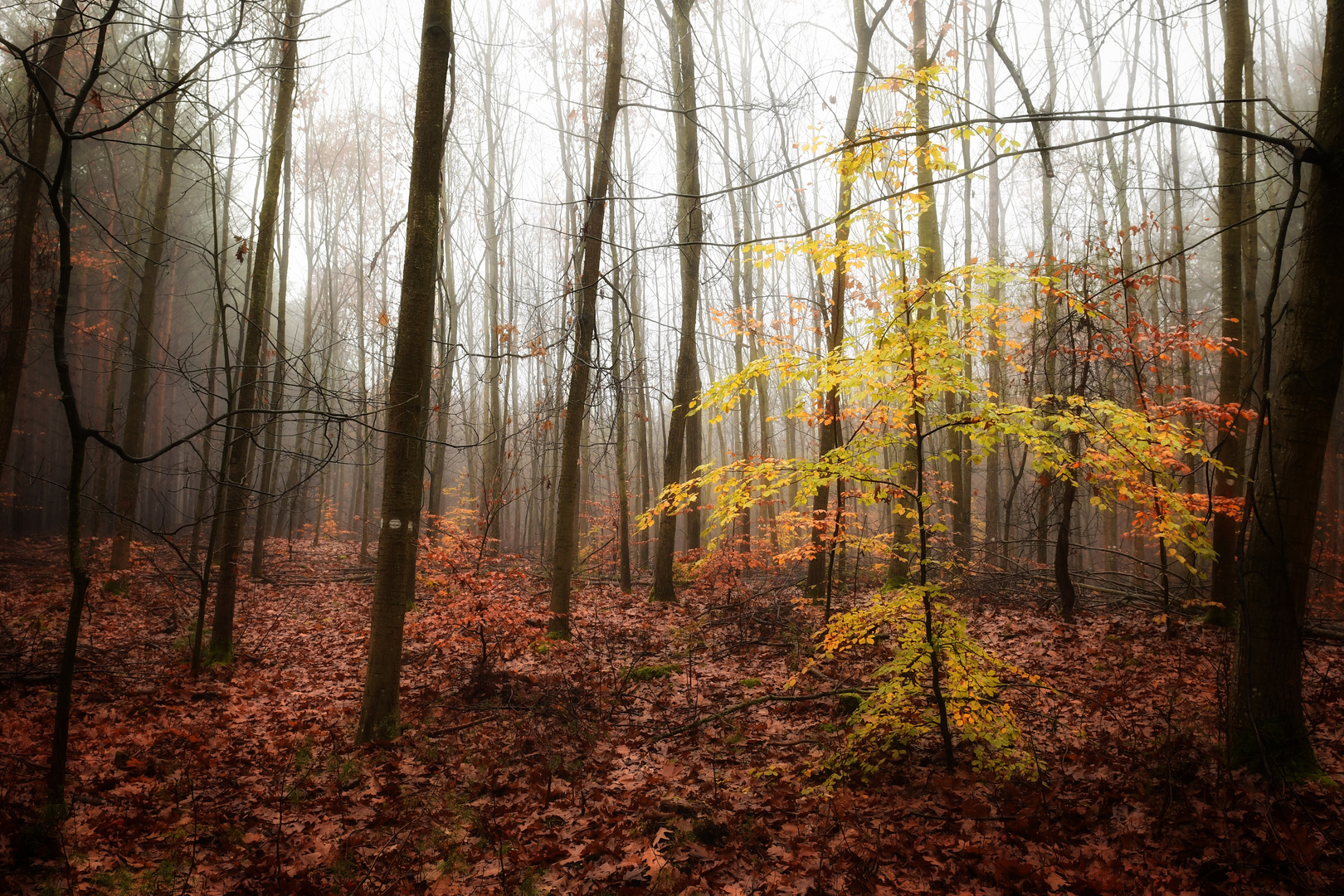 Nebel im Herbstwald 