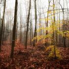 Nebel im Herbstwald 