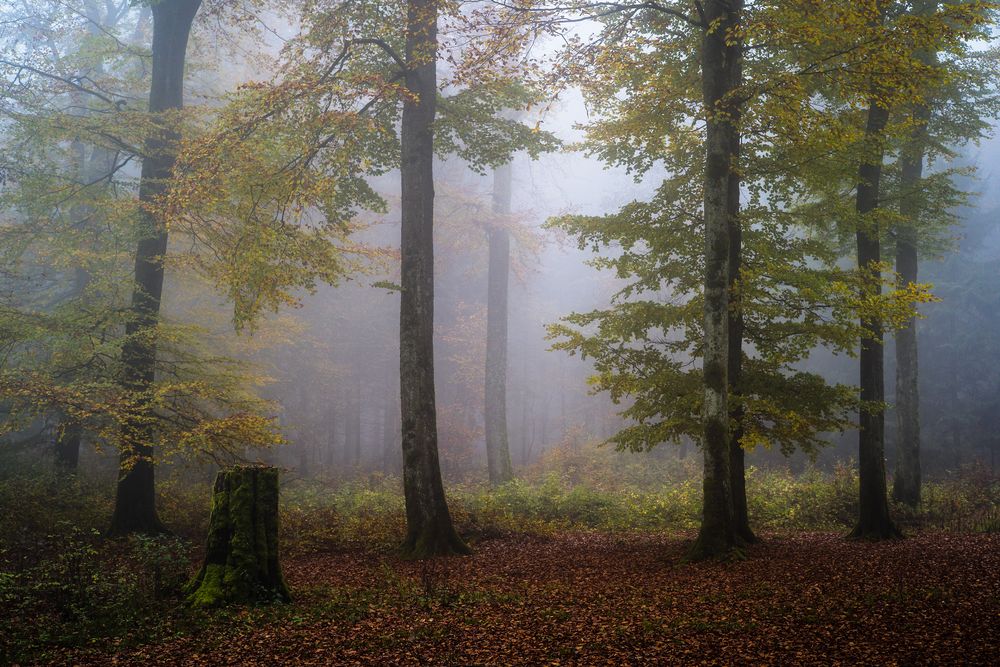 Nebel im Herbstwald