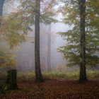 Nebel im Herbstwald