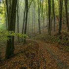 Nebel im Herbstwald