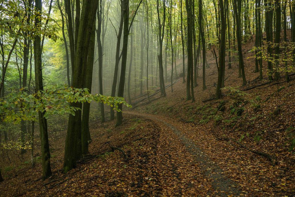 Nebel im Herbstwald