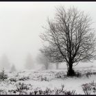 Nebel im Hochmoor