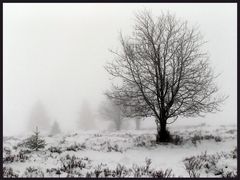 Nebel im Hochmoor