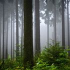 Nebel im Hochtaunus II