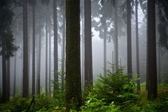 Nebel im Hochtaunus II