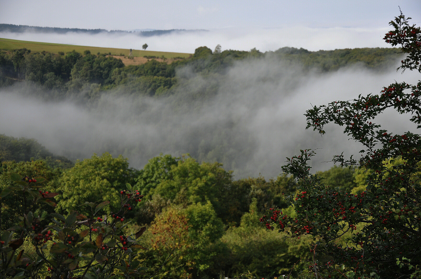 Nebel im Hochwald