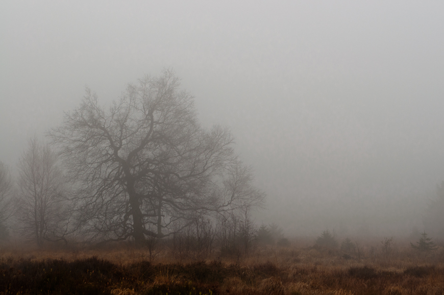 Nebel im Hohen Venn 1