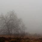 Nebel im Hohen Venn 1