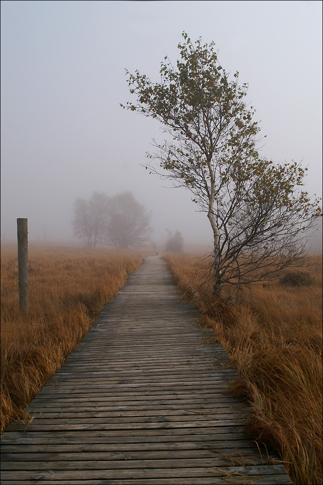 Nebel im Hohen Venn