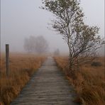 Nebel im Hohen Venn