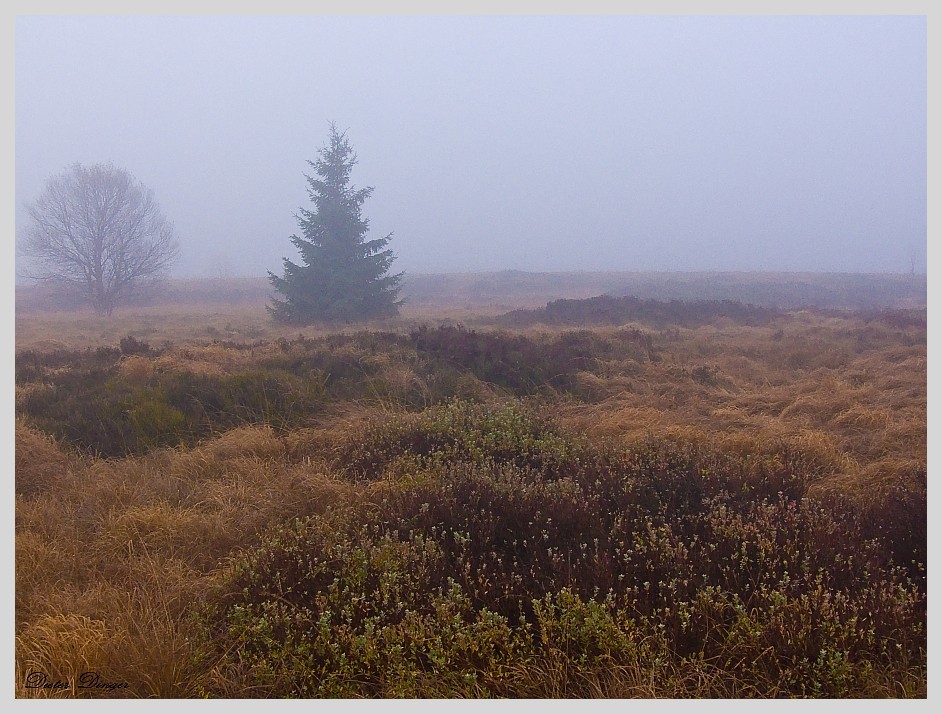 Nebel im  Hohen Venn