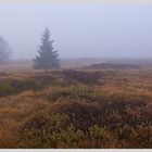 Nebel im  Hohen Venn