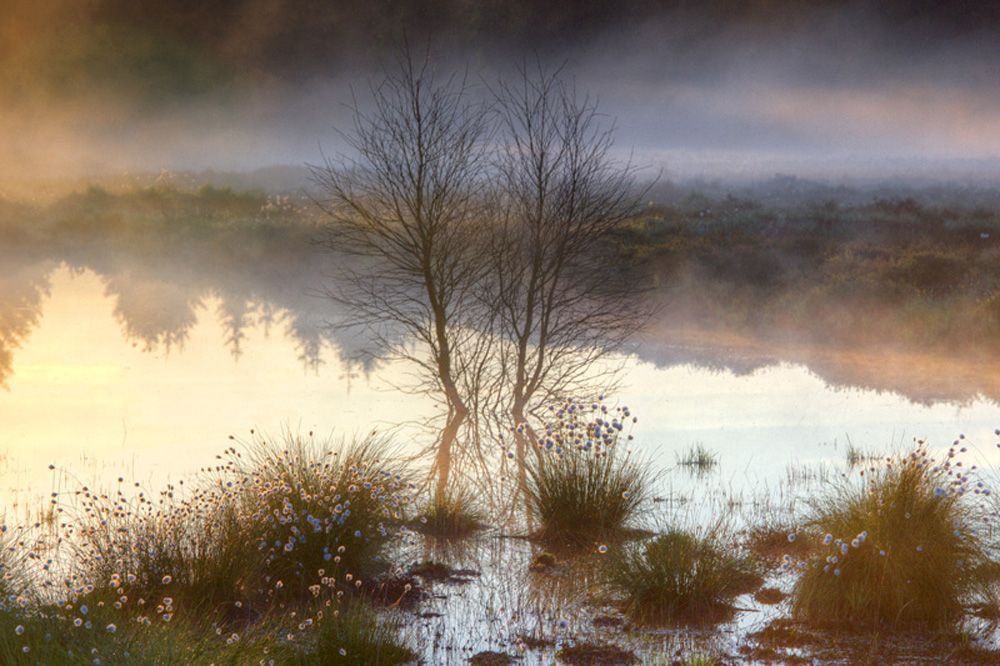 Nebel im Hohen Venn