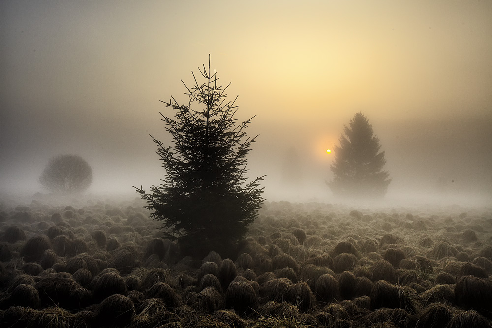 Nebel im Hohen Venn