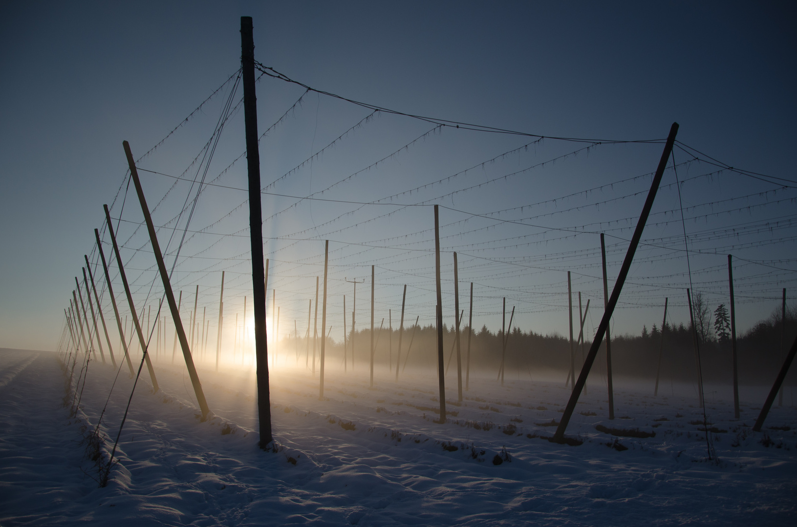 Nebel im Hopfengarten