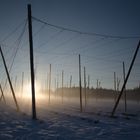 Nebel im Hopfengarten