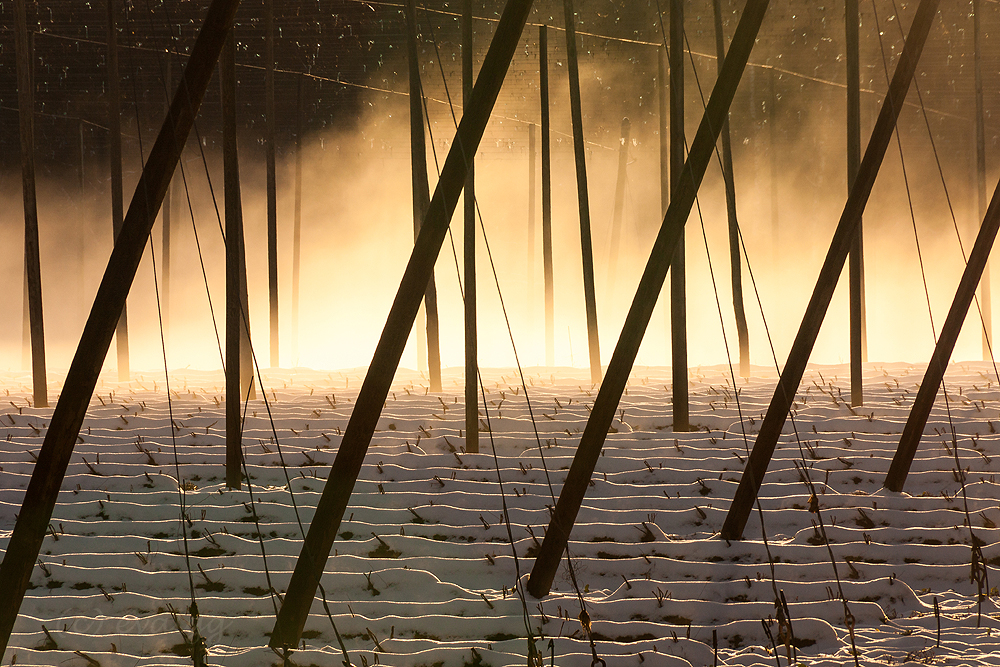 Nebel im Hopfengarten