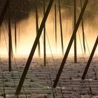 Nebel im Hopfengarten