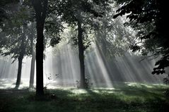 Nebel im Jura Wald