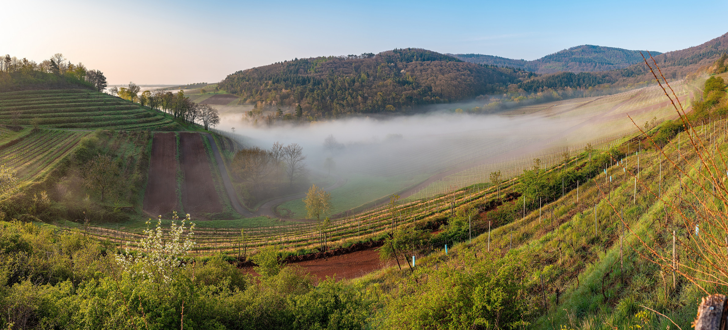 Nebel im Kastanienbusch