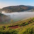 Nebel im Kastanienbusch