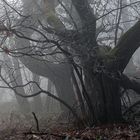 Nebel im Kastanienwald.