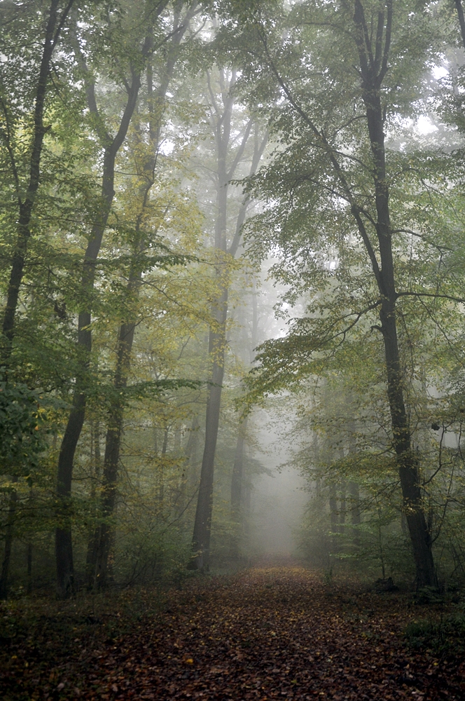 Nebel im Kellerwald