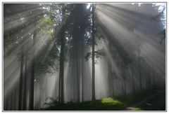 Nebel im Keltenwald.