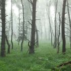 Nebel im Kiefernwald