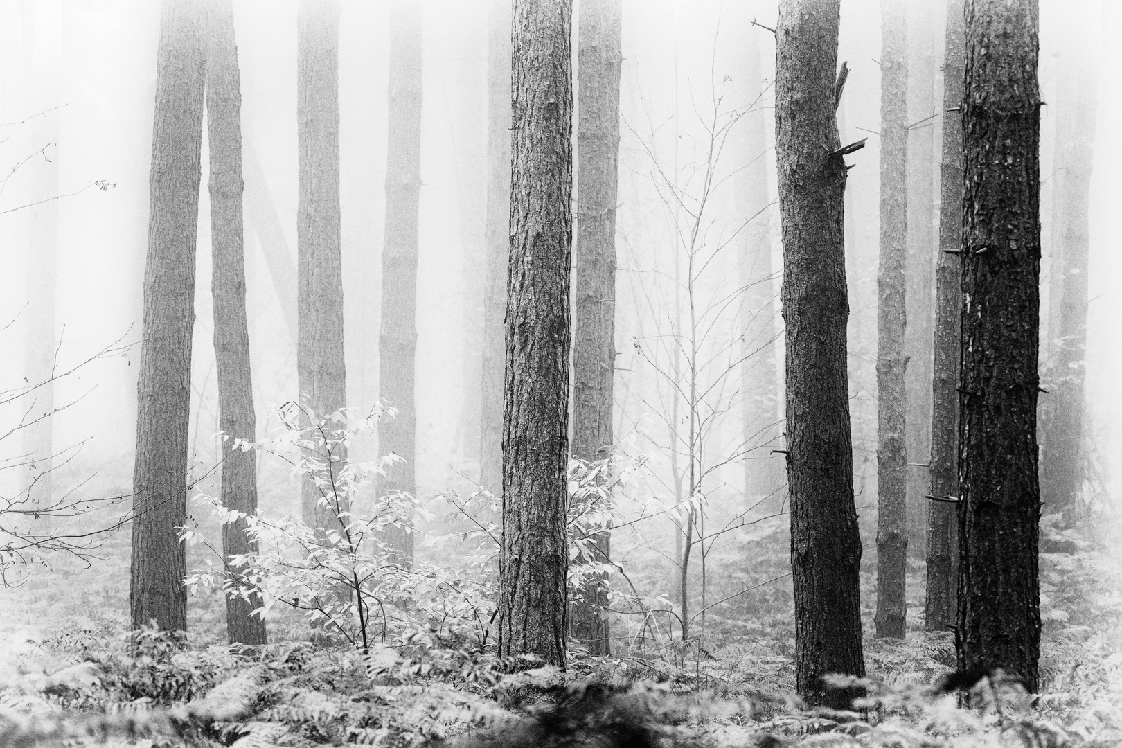 Nebel im Knechtstedener Busch, 2020.11.05