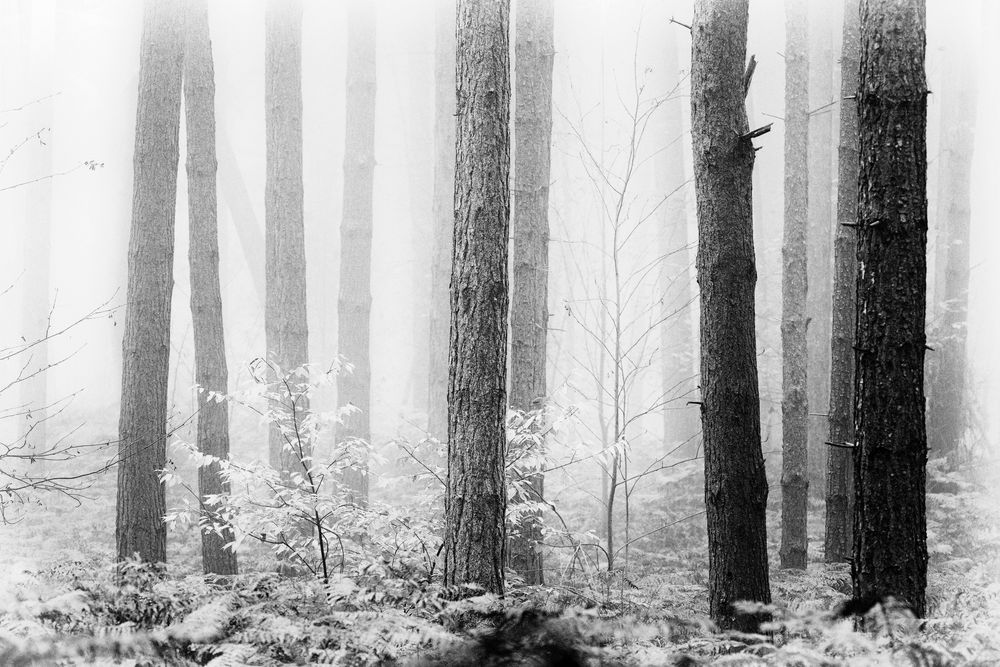 Nebel im Knechtstedener Busch, 2020.11.05