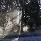 Nebel im Kurpark Badenweiler 