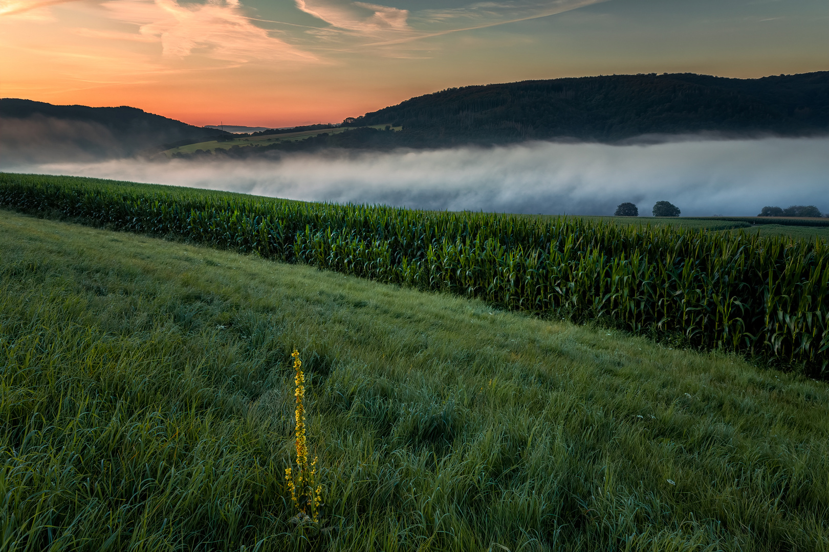 Nebel im Lahntal