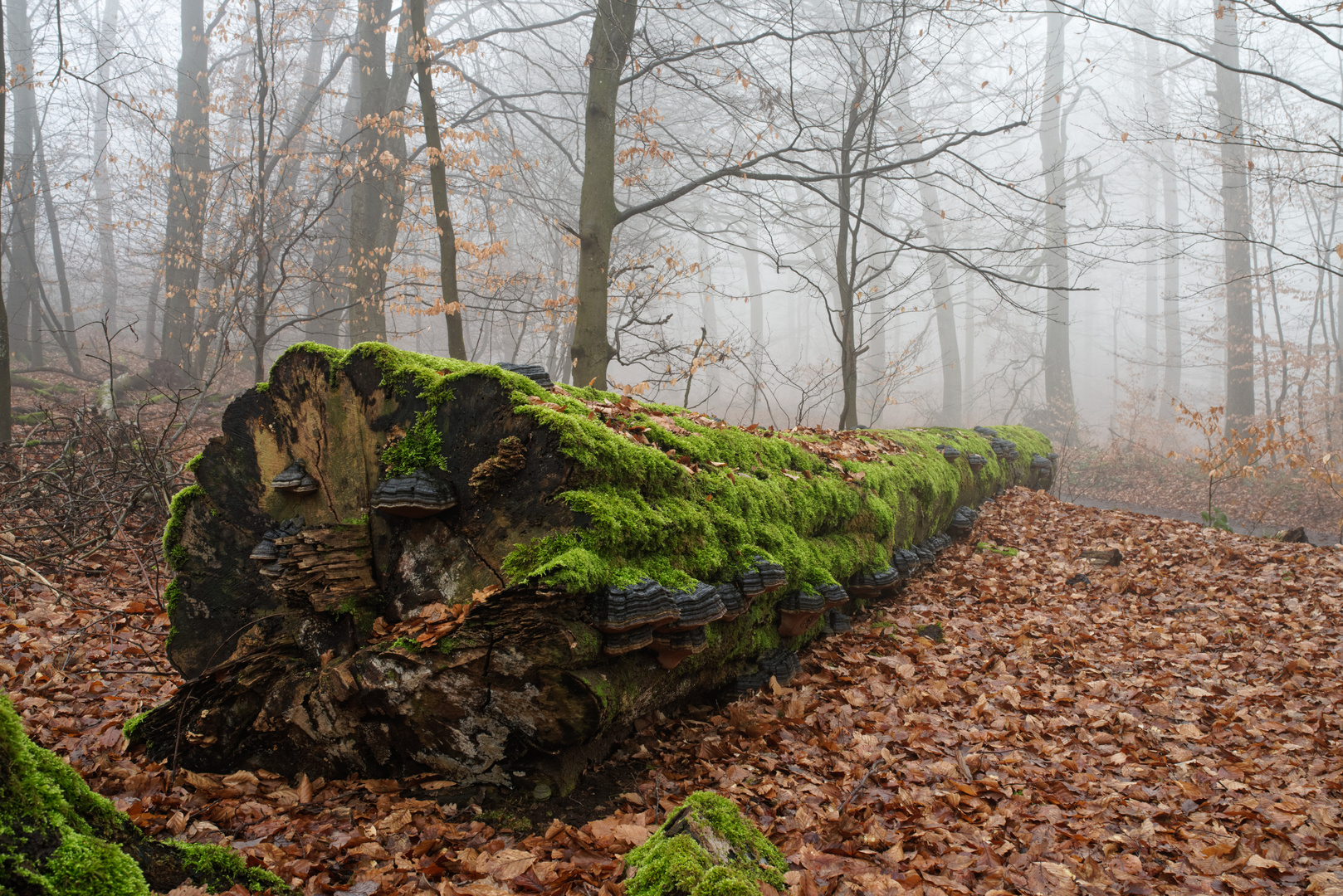 Nebel im Laubwald