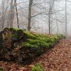 Nebel im Laubwald