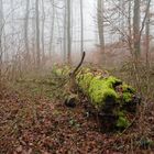 Nebel im Laubwald (2)