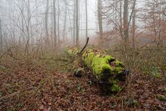 Nebel im Laubwald (2)