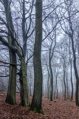 Nebel im Laubwald