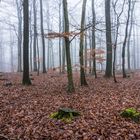 Nebel im Laubwald